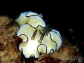   Nudi  